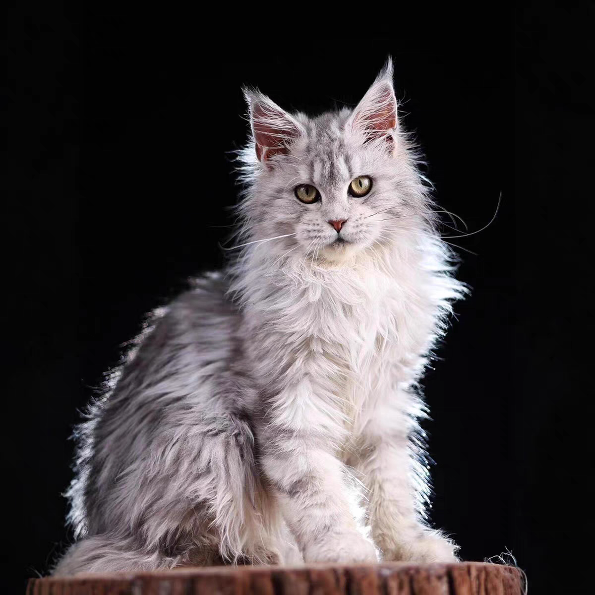 猫舍直销批发价格出售缅因猫